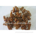 Dried Cicada shell,Cicada molting,Cicada slough,Periostracum cicadae,Cicada,Cicada ecdysis,Periostracum cicada,Cicala,Cicale